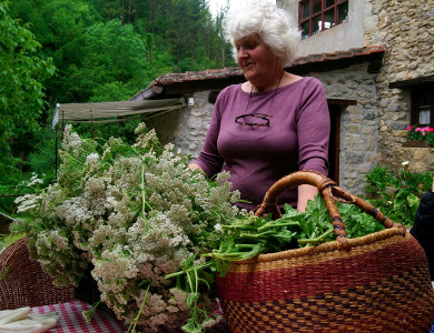 Plantas medicinales, Goikola